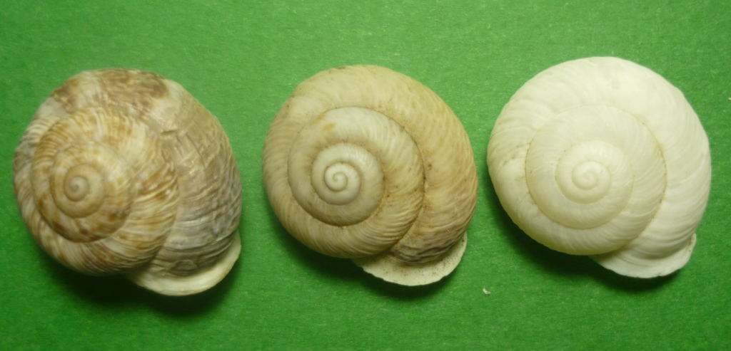 Marmorana muralis